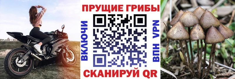 Псилоцибиновые грибы мухоморы  кракен сайт  Сурск 